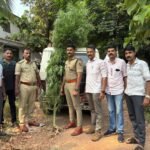 390 സെ.മി. നീളവും 40 ഓളം ശിഖരങ്ങളുമുള്ള കഞ്ചാവ് ചെടി എക്സൈസ് സംഘം പിടികൂടി