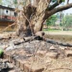 ഇരിട്ടിയിൽ തണൽമരങ്ങൾക്ക് നേരെ വീണ്ടും സമൂഹവിരുദ്ധരുടെ അതിക്രമം; തീയിട്ട് ഉണക്കാൻ ശ്രമം