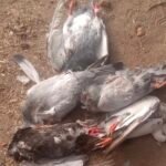 മിണ്ടാപ്രാണികളോടു കൊടുംക്രൂരത :പ്രാവുകളെ കൂട്ടത്തോടെ കഴുത്തറുത്ത് കൊന്ന 4 പേർക്കെതിരെ കേസ്