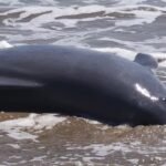 പയ്യാമ്പലത്ത് കൂറ്റൻ ഡോൾഫിൻ്റെ ജഡം കരയ്ക്കടിഞ്ഞു