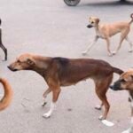 പയ്യന്നൂരിൽ തെരുവുനായ ശല്യം രൂക്ഷം; ഭീതിയിൽ നാട്ടുകാർ, അടിയന്തര നടപടി വേണമെന്ന് ആവശ്യം