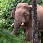 ആറളത്ത് ‘ഓപ്പറേഷൻ ഗജമുക്തി’ വിജയകരം; 9 കാട്ടാനകളെ കാടുകയറ്റി, ബാക്കിയുള്ളവയെ തുരത്താനുള്ള ദൗത്യം തിങ്കളാഴ്ച പുനരാരംഭിക്കും