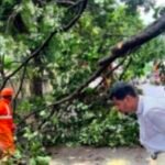 ചൊറുക്കളയിൽ റോഡിലേക്ക് കൂറ്റൻ മരം കടപുഴകി വീണു; ഓട്ടോ ഡ്രൈവർക്കും യാത്രക്കാർക്കും തലനാരിഴയ്ക്ക് രക്ഷ
