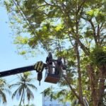 താഴെചൊവ്വയിൽ  മരങ്ങൾ മുറിച്ചുനീക്കാൻ തുടങ്ങി