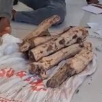 പയ്യന്നൂരിലെസ്വർണ്ണം പൊട്ടിക്കൽ കേസിലെ പ്രതിയെ ചന്ദനമുട്ടികളും ആയുധങ്ങളുമായി അറസ്റ്റ് ചെയ്തു.